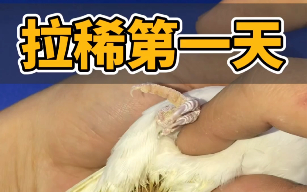 玄凤鹦鹉拉稀了怎么办?_哔哩哔哩_bilibili