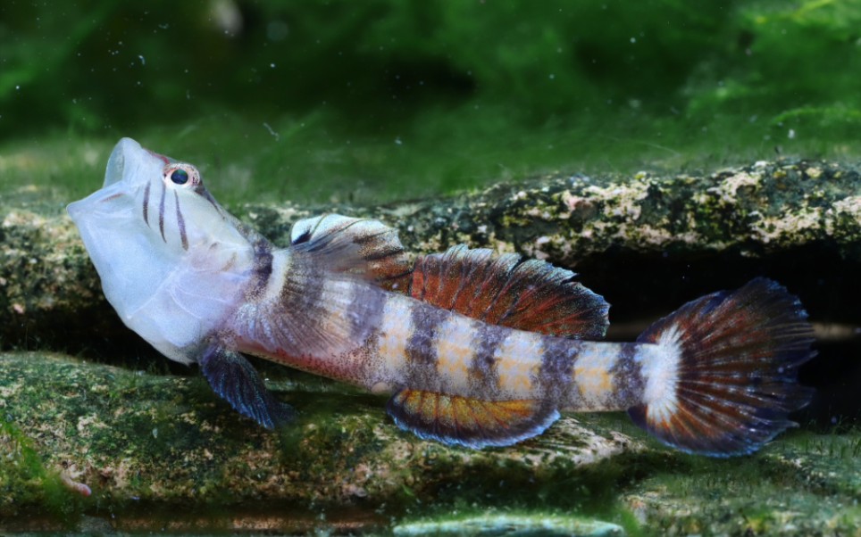 被广大广西鱼友称为蜜蜂吻虾虎鱼的广西虾虎