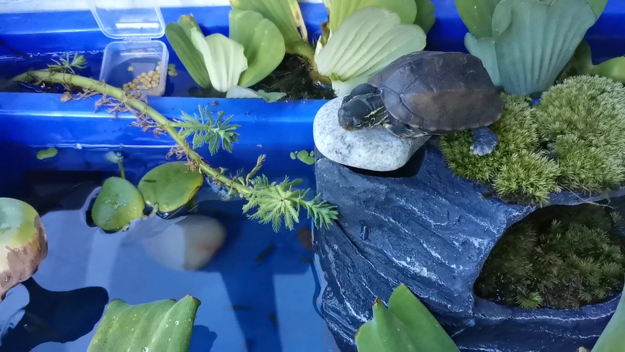 新手开缸 养龟鱼 沼泽过滤