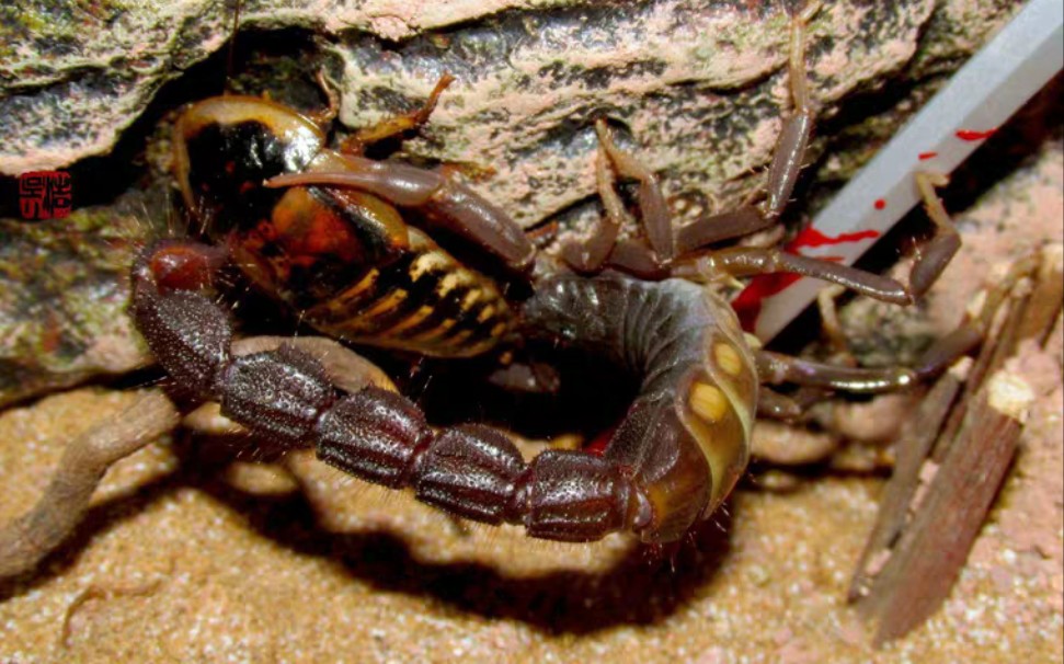 刚果红鳄背蝎/巴基斯坦黄鳄背蝎/黑粗尾蝎/三色绒/以色列杀人蝎/青玉
