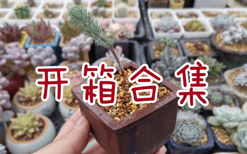 【多肉箱合集】三次开箱整理成一个合集,十二卷,仙人球,块根,雪割草.哔哩哔哩bilibili