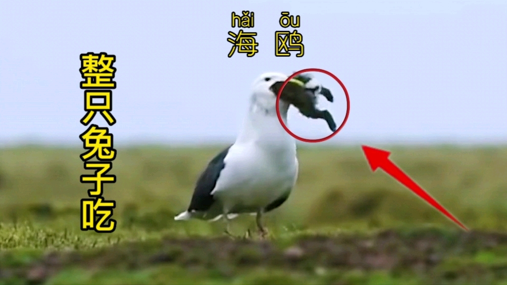 海鸥竟然连兔子都吞!果然够生猛啊