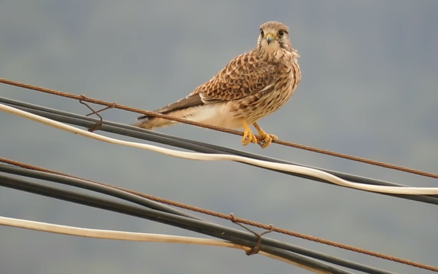 梳理羽毛的红隼