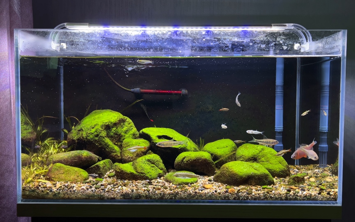 60原生缸 喂食剪辑