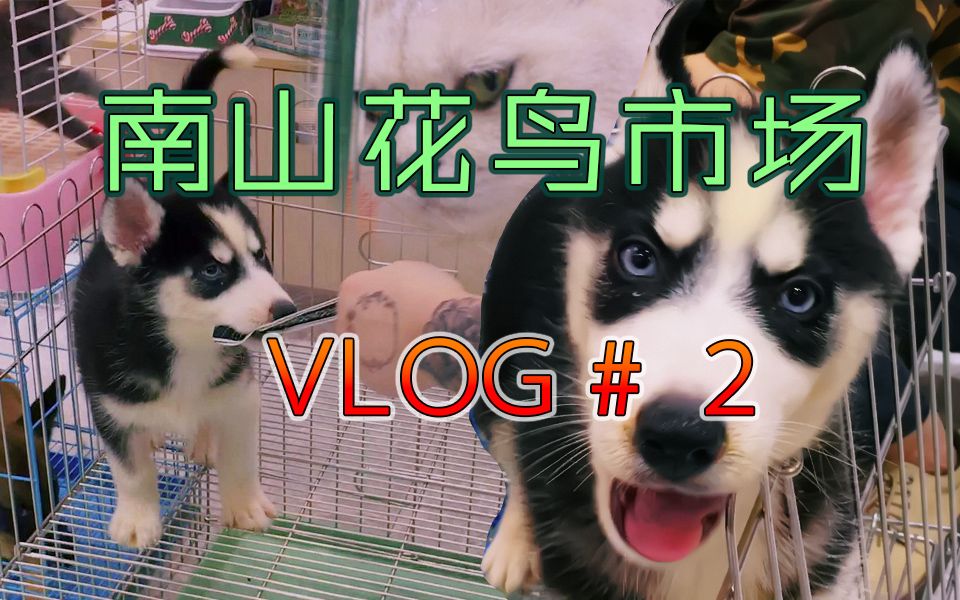 【南山有怪兽】逛南山花鸟市场VLOG2 #周末去哪浪#哔哩哔哩bilibili