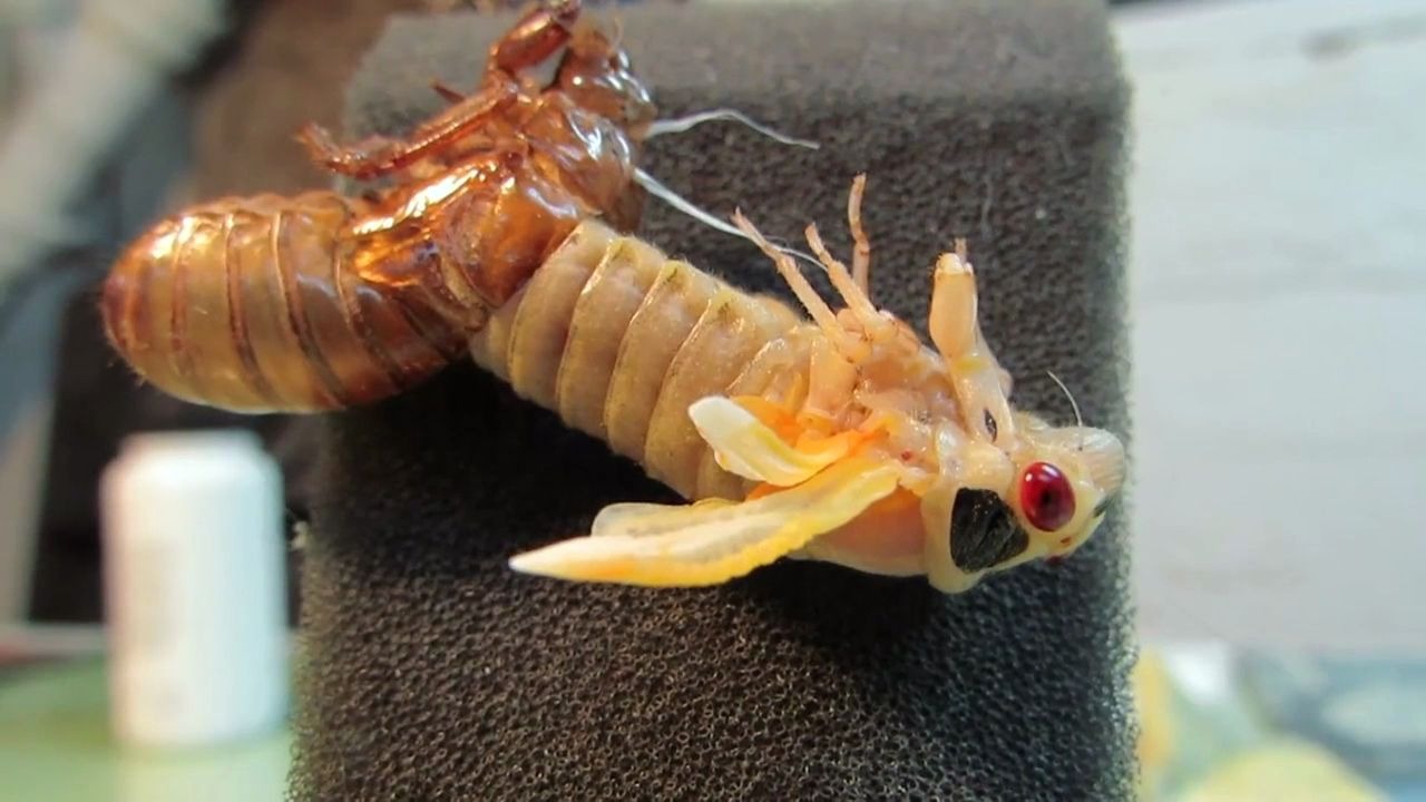 蝉孵化高清特写镜头,我竟然看完了