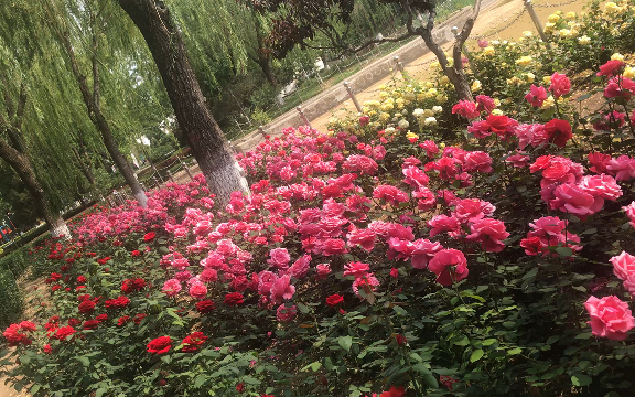 北京大兴康庄公园漂亮的花开