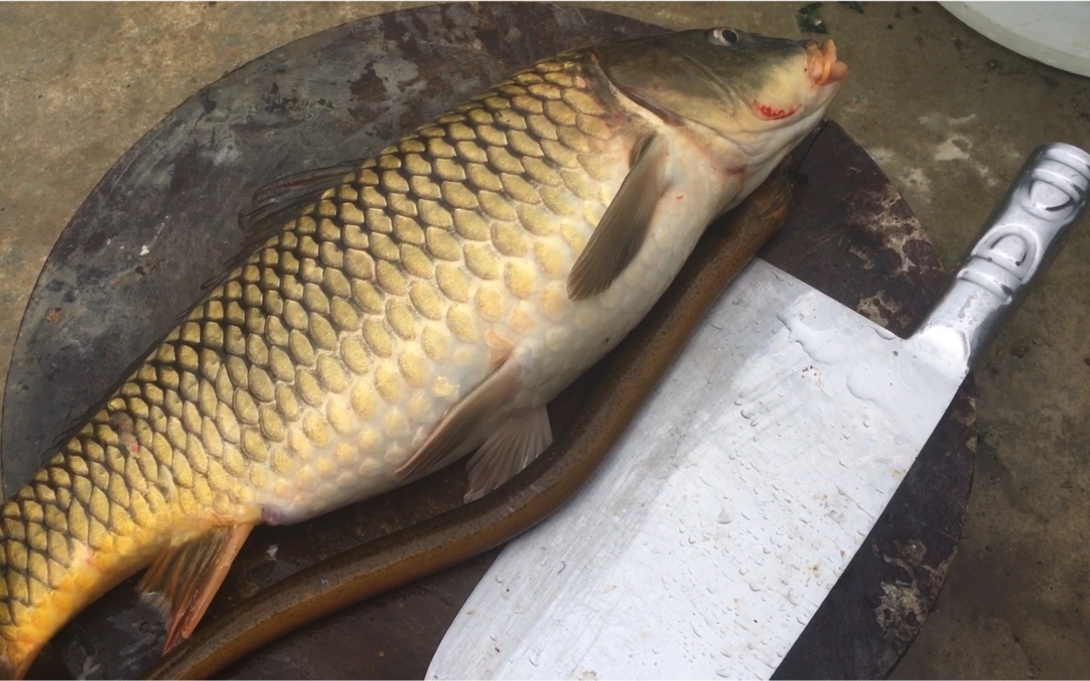 终于中了一条三斤鲤鱼,收竿了.