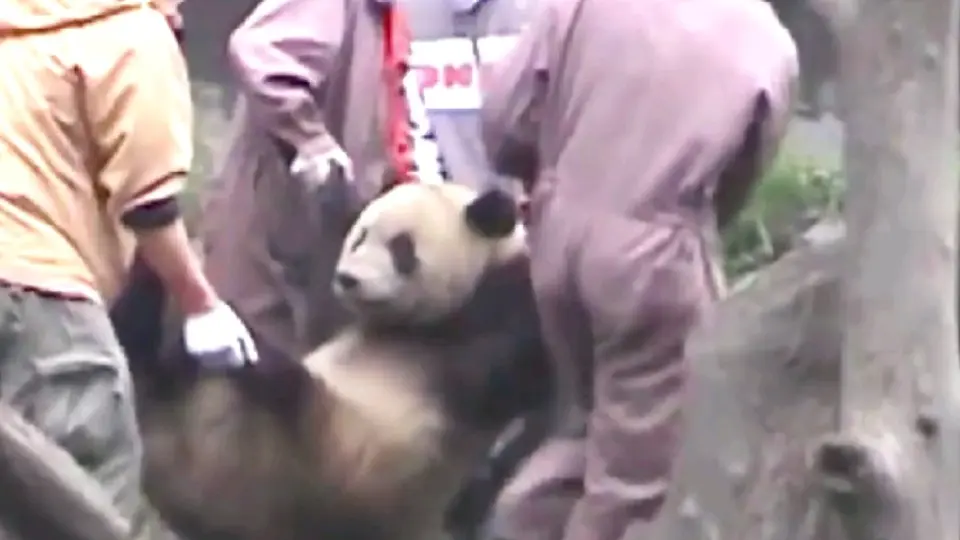 Scared Panda After Earthquake