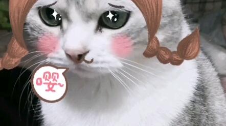猫大美人 哔哩哔哩