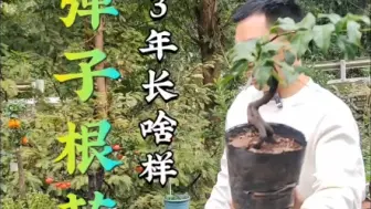 Download Video: 金弹子人工根艺苗，上盆3年长这样，明年开花结果