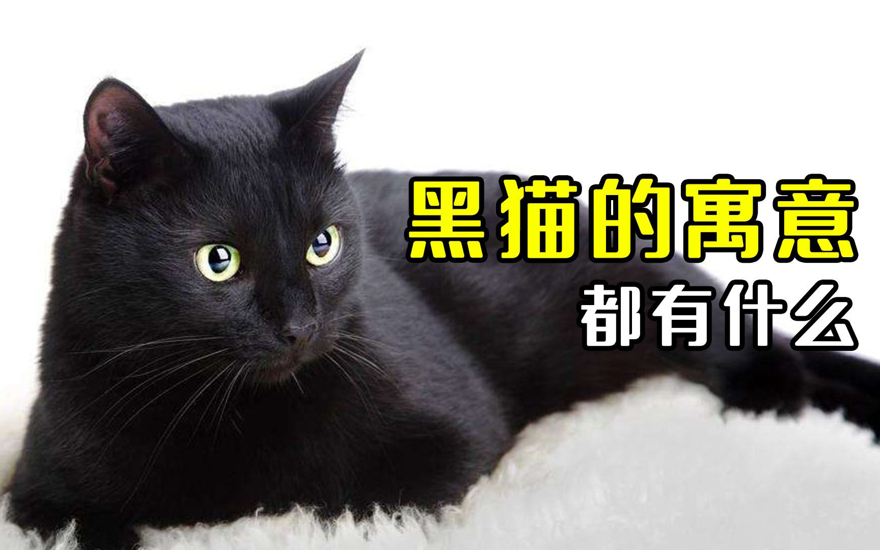 [图]你知道黑猫的寓意是什么吗？