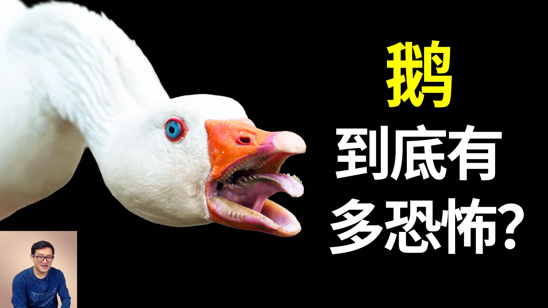 为什么超市里很少见到鹅肉？鹅非常好养，吃草就行，还能产鹅绒，但为什么越来越少了？