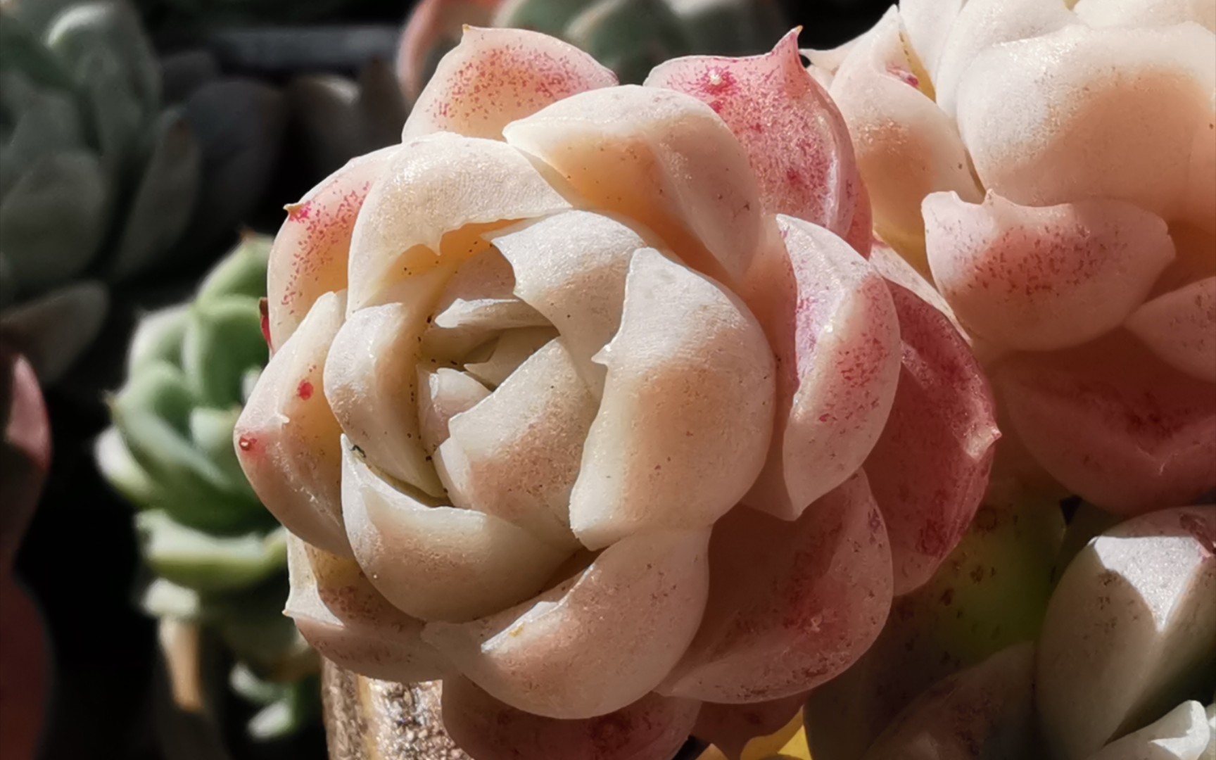 对比一下出状态时的白女王和白月影!## 阳台多肉