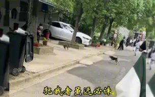 霸气狸花猫，十大经典瞬间