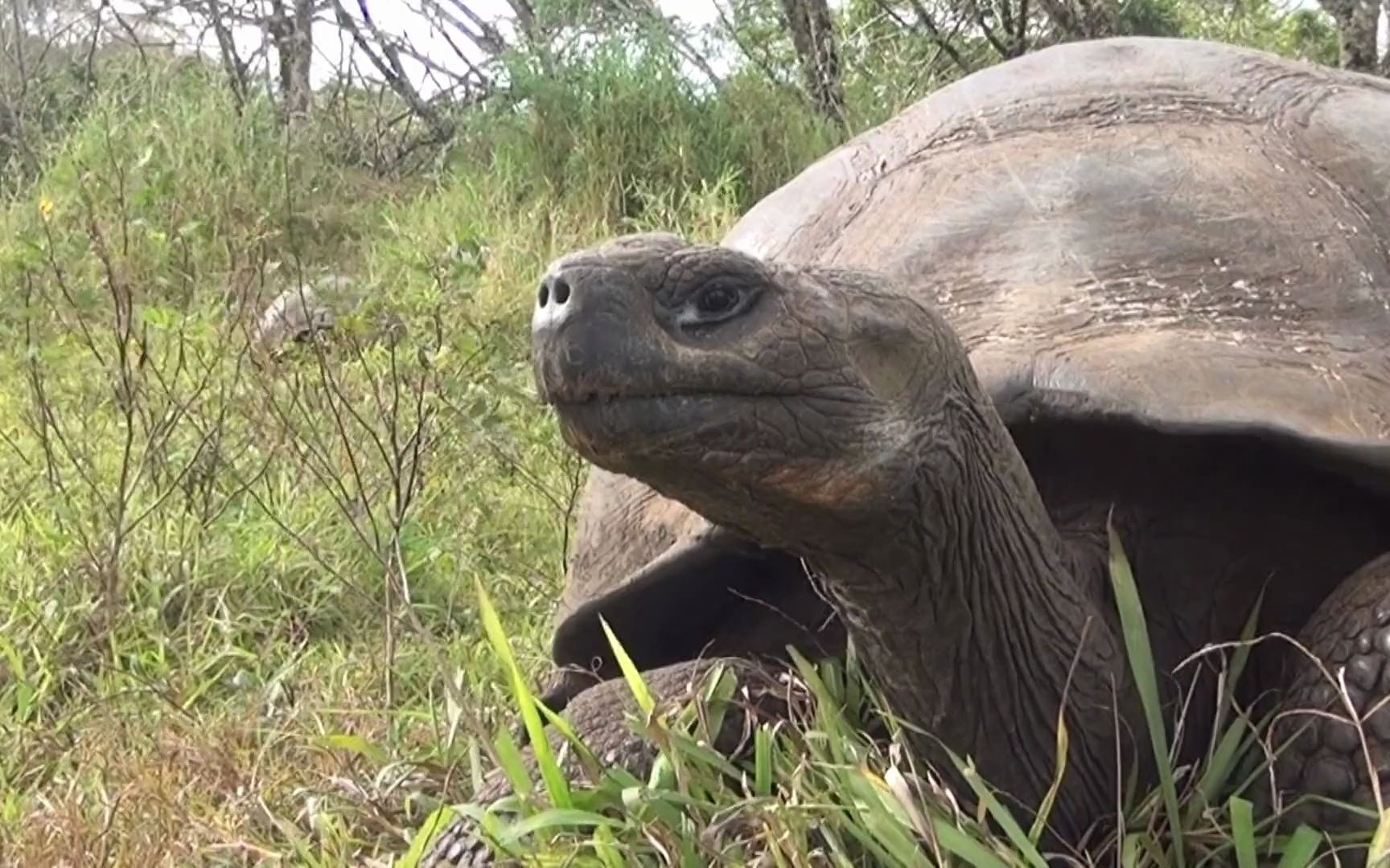 [图]《魅力南美洲之加拉帕格斯群岛》FascinationGalapagos2012