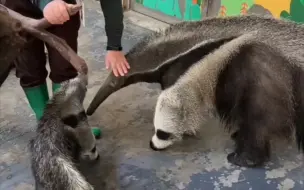 Скачать видео: 大食蚁兽温蒂和怡宝，可爱的两姐弟，体型差有点大啊