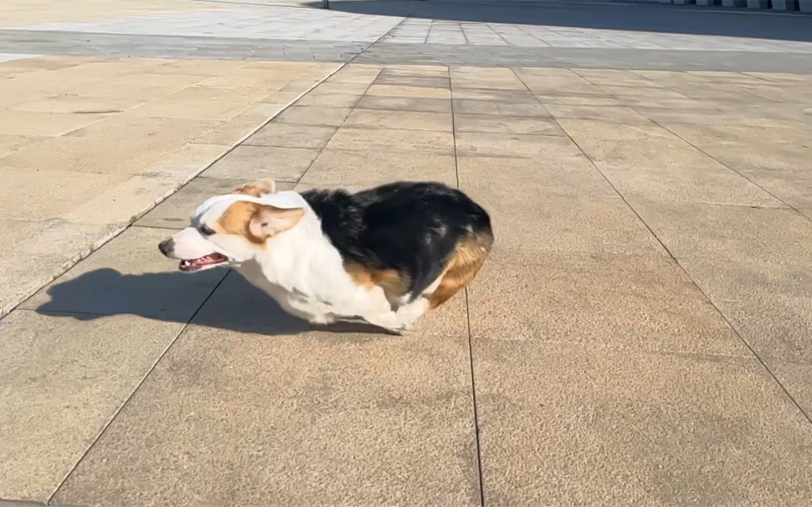 奔跑的柯基小狗蛋儿