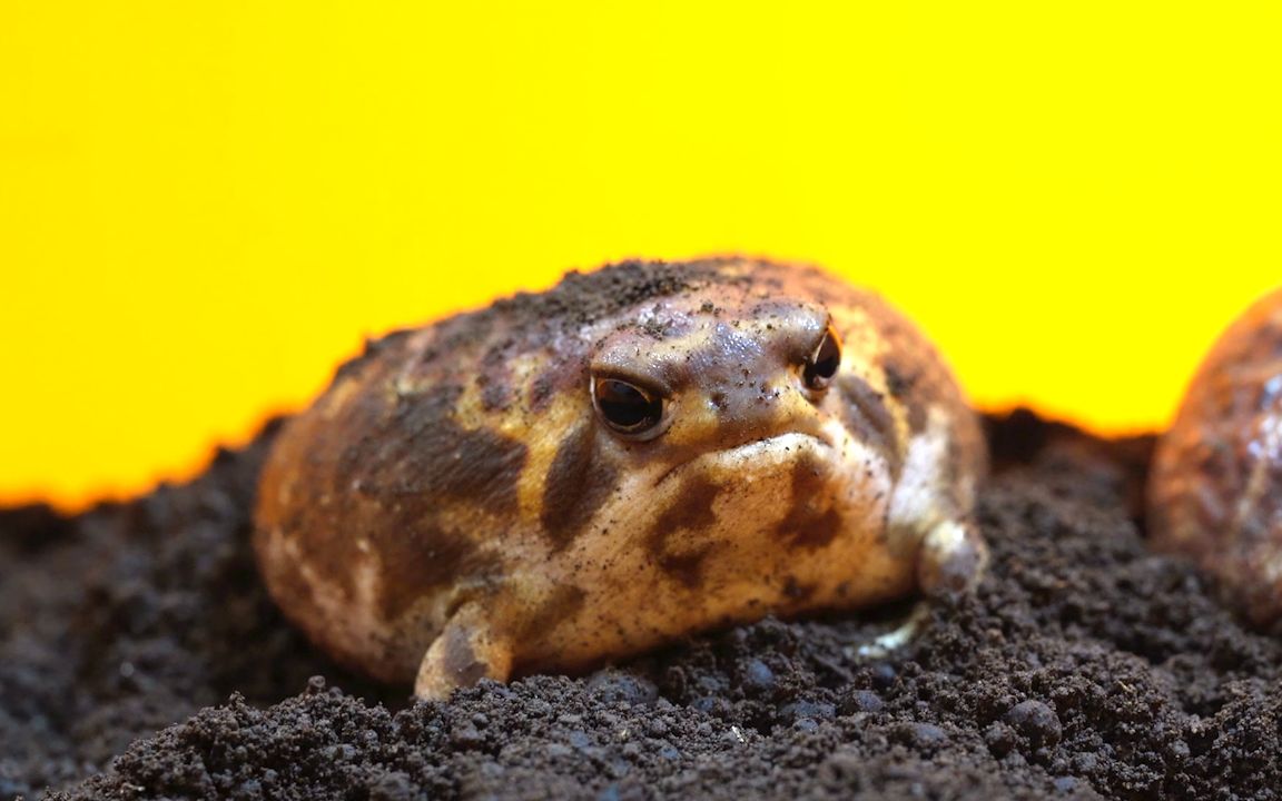 馒头蛙:我就是那个呆萌小胖子