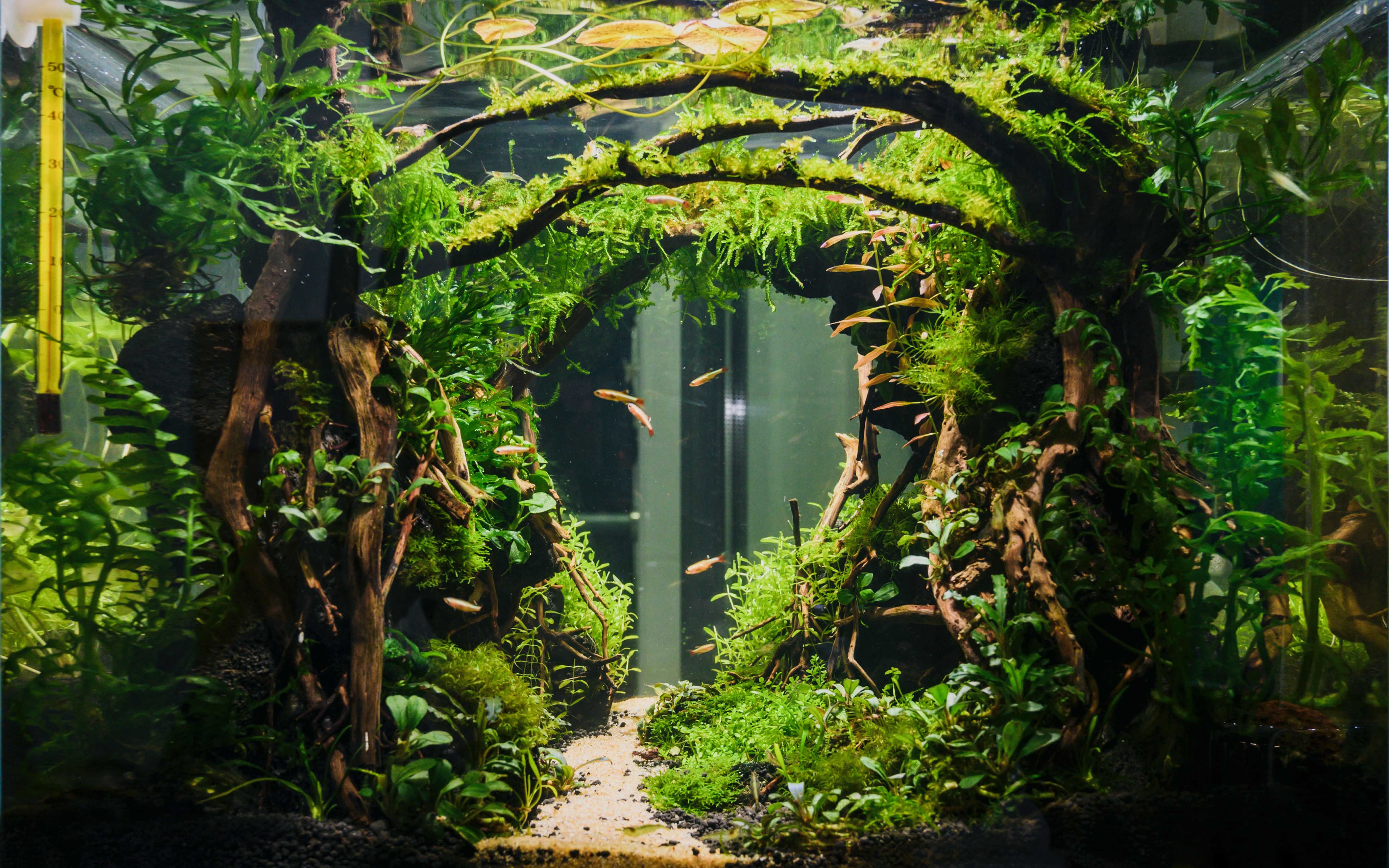 【4k】压力大的时候 戴上耳机看会治愈草缸解解压吧