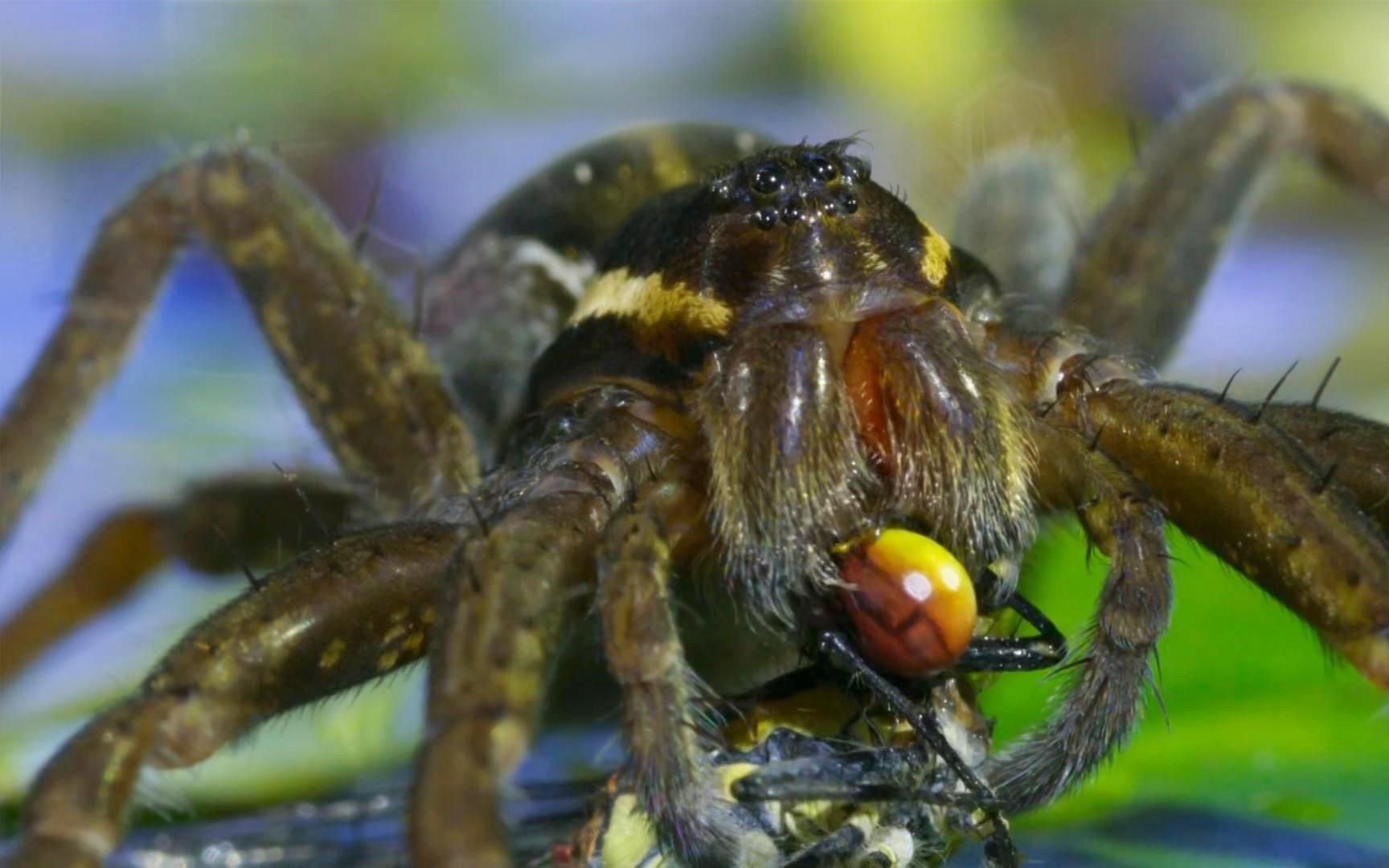 水上捕猎的蜘蛛,连凶猛的水蜈蚣都不是对手!