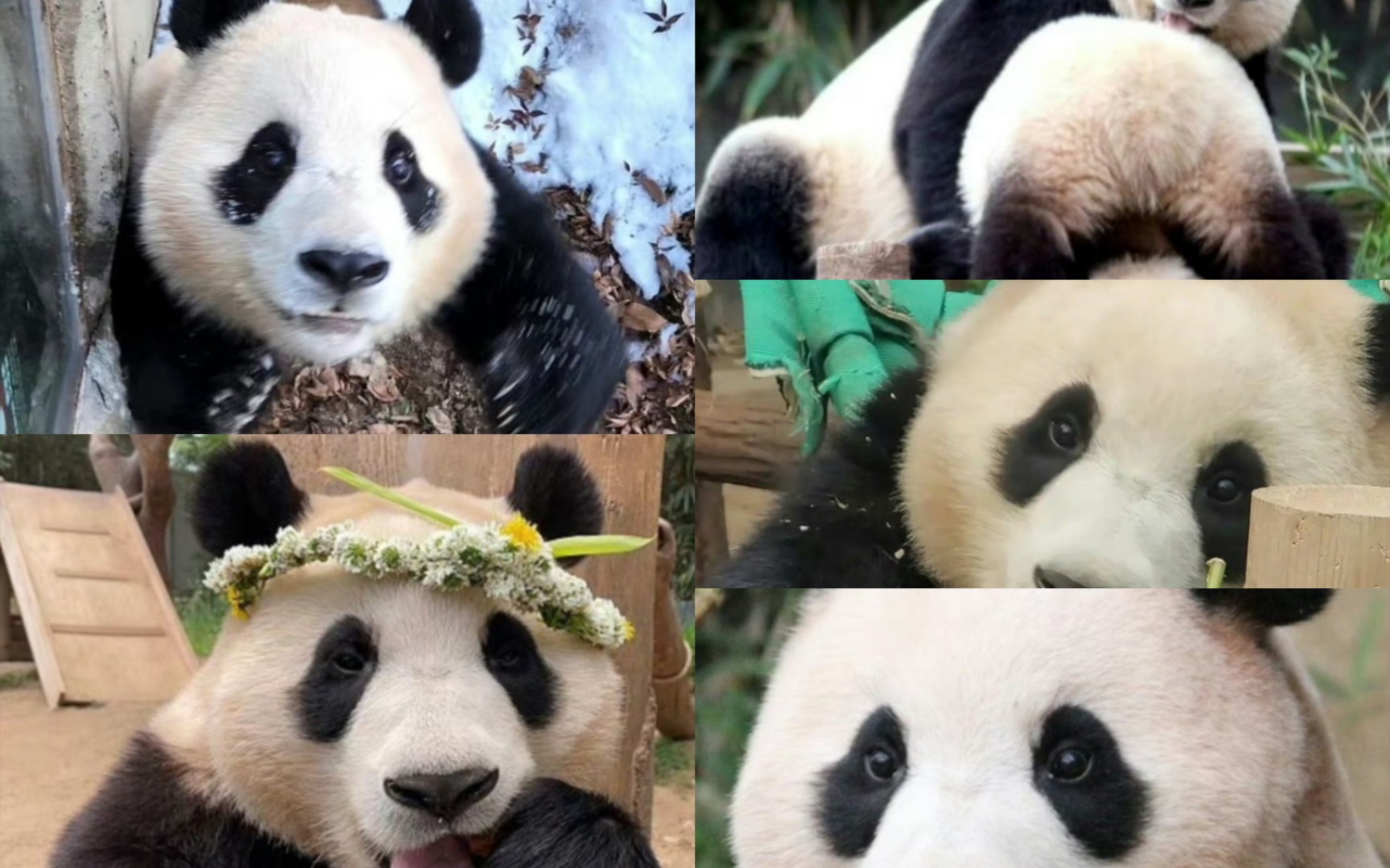 揭秘网红熊猫福宝:性格温和,逗趣,独家收藏头像