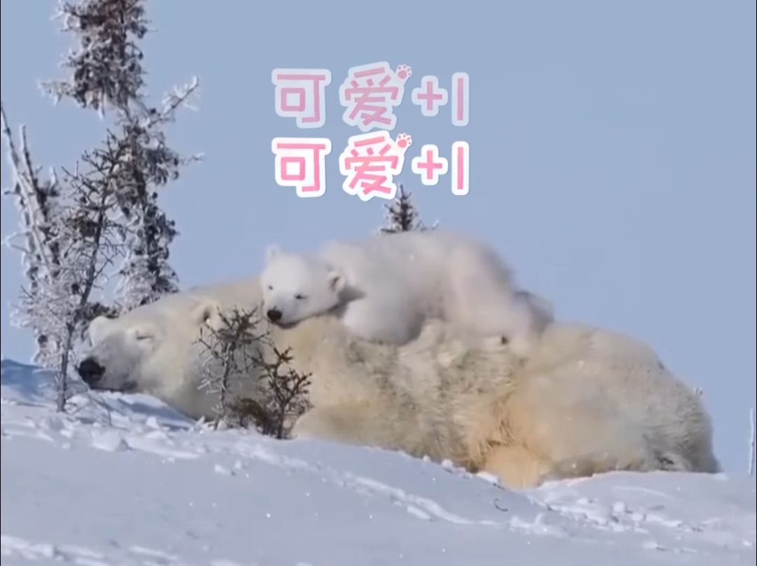 北极熊宝宝趴在妈妈背上睡觉,场面惬意又暖心,"妈妈的背是最柔软的