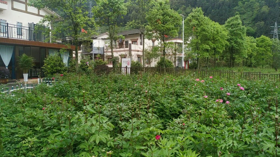 映秀的渔子溪村,芍药还没大开,五月去应该就很美了!