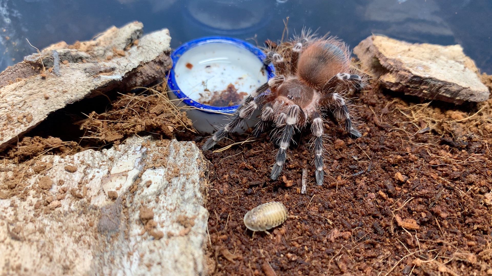 巴西白膝头幼体捕食(2)