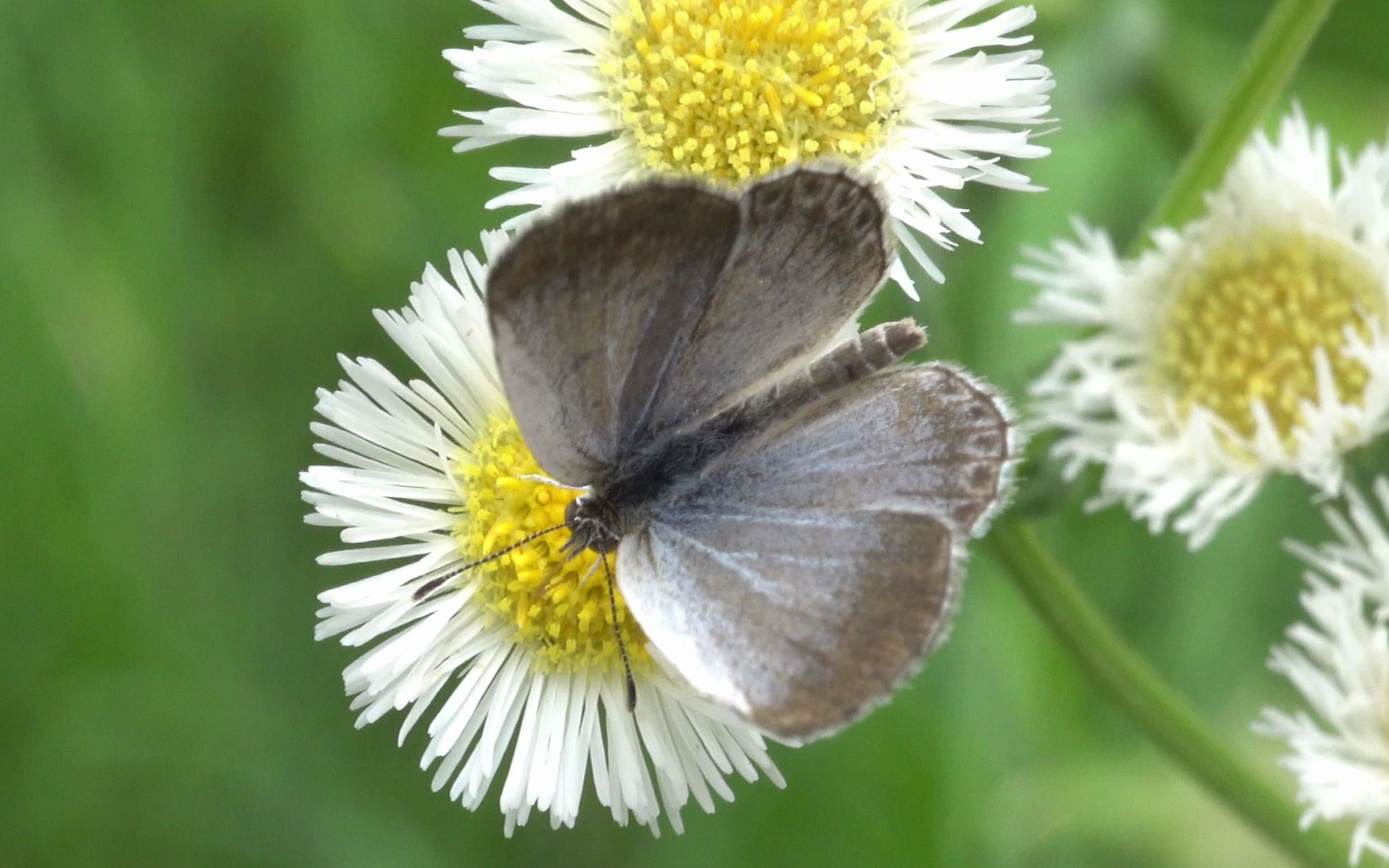 【生物记录/灰蝶】酢浆灰蝶