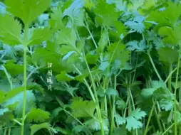 Скачать видео: 给大家分享香菜的种植方法