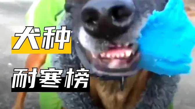 这个狗怕冷吗