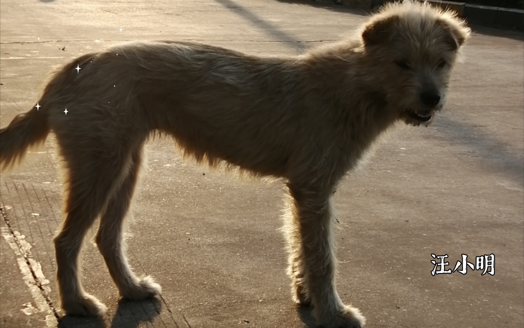 【偶遇流浪狗】 毛狗!阳光!