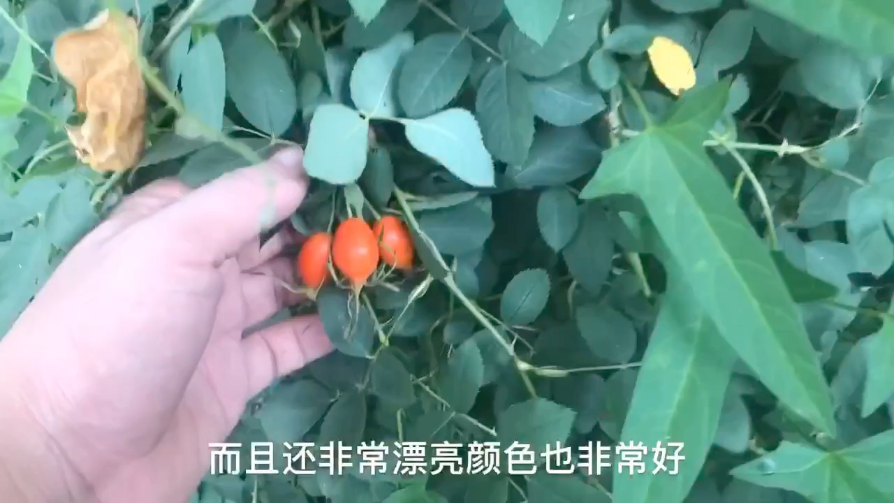 无刺宿迁小白花的果子现在还是绿的,法国蔷薇种子已经成熟了,红嘟嘟的果子,很漂亮哔哩哔哩bilibili