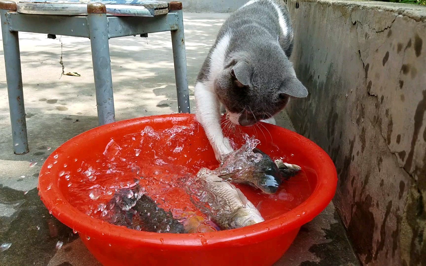 【咩嗚】沒救出落水者,貓難過到舔爪