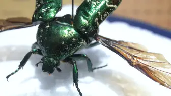 小时候捉这个当小风扇，长大了把它做成标本…