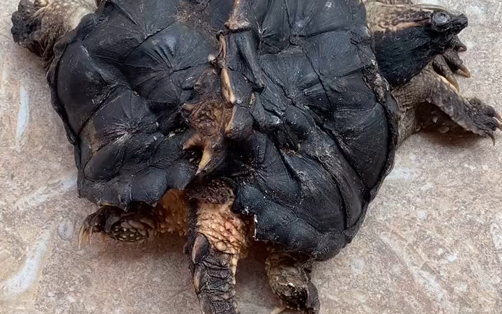 双头鳄各自想法不同如何爬行