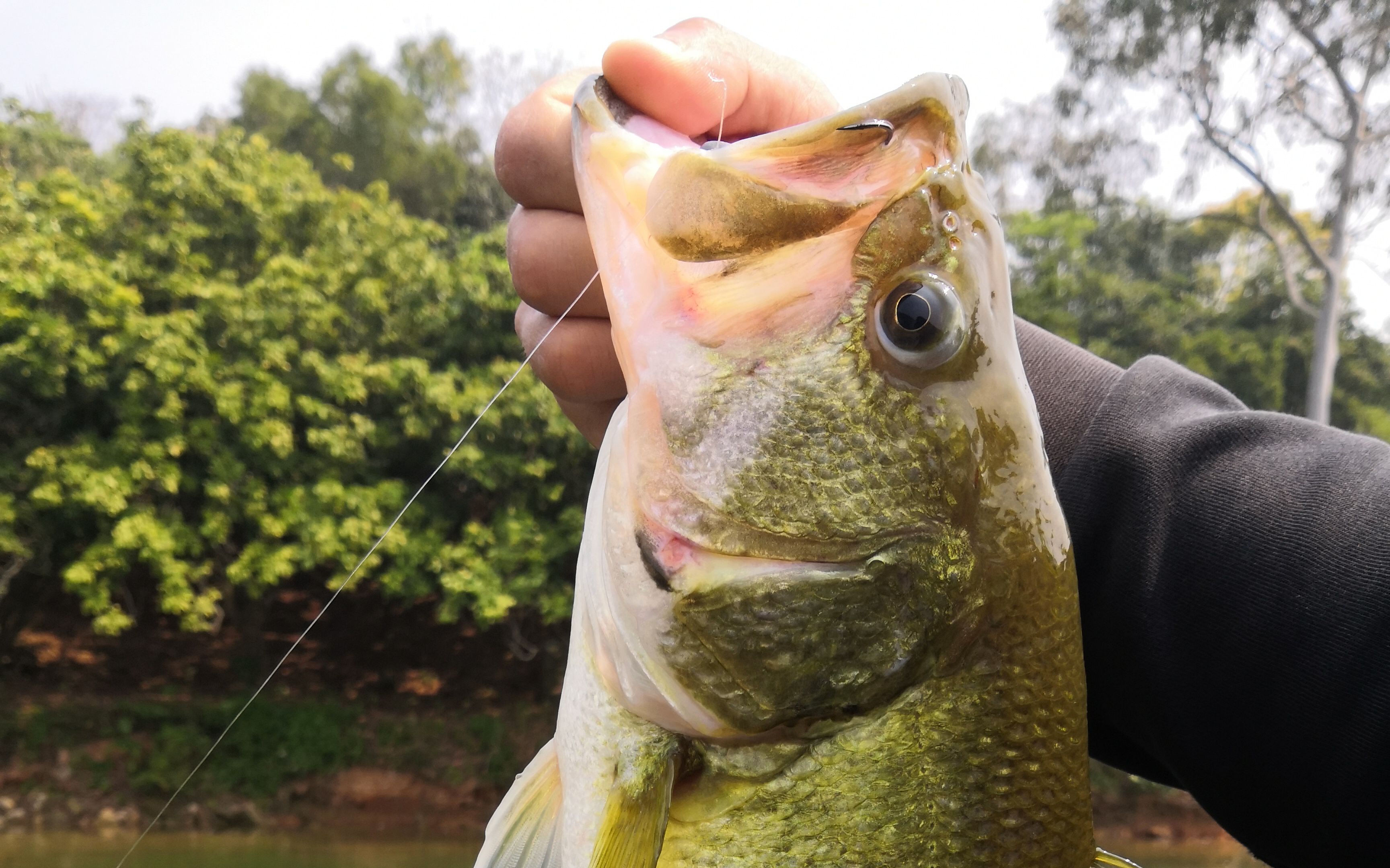 路亚倒钓钓组的绑法以及使用中鱼全过程