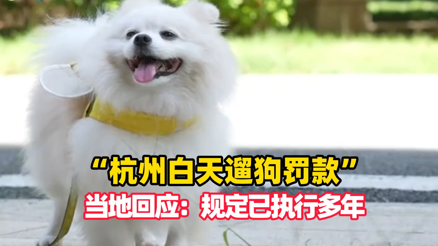 “杭州白天遛狗罚款”冲上热搜，当地回应限狗令：规定已执行多年，晚7点到早7点可遛，被投诉第一次口头警告，再有或被处罚（编辑：小易）