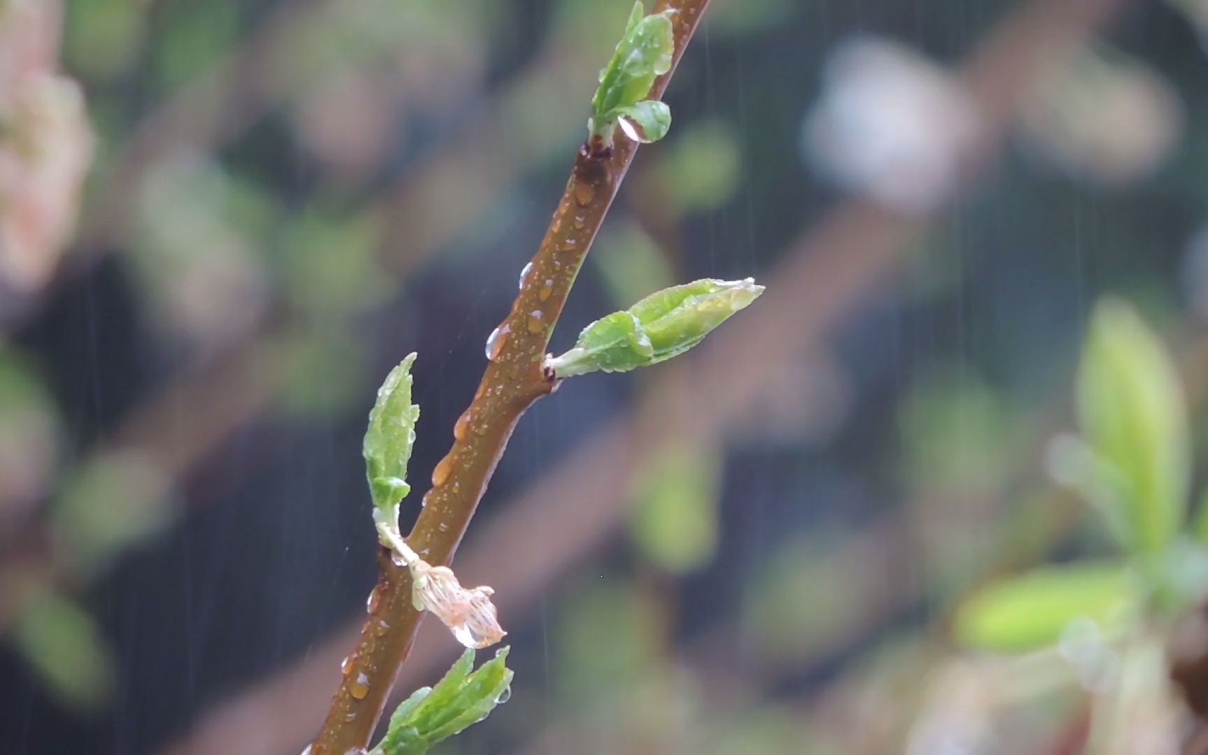 【空镜头】 树叶绿芽嫩芽下雨春天植物 视频素材分享哔哩哔哩bilibili