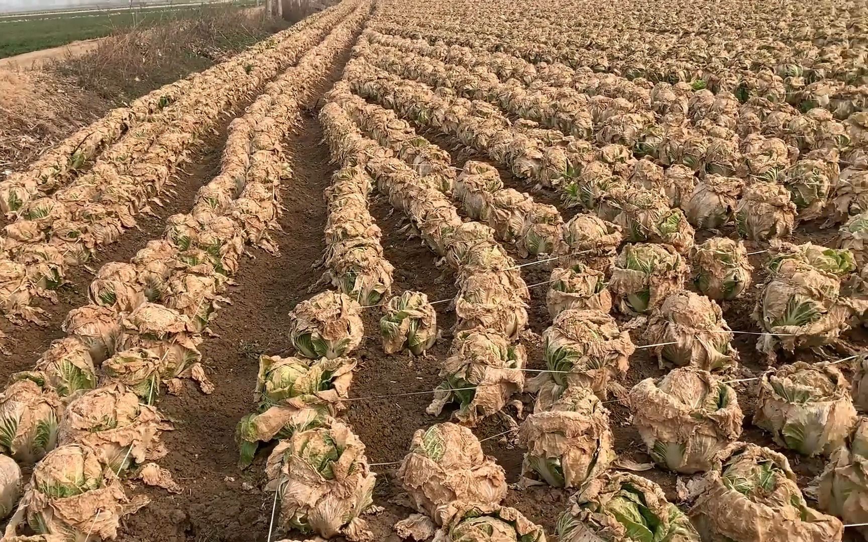 河南南阳:大白菜卖不动,地里留下很多,没菜吃的拉回去吃哔哩哔哩bilibili