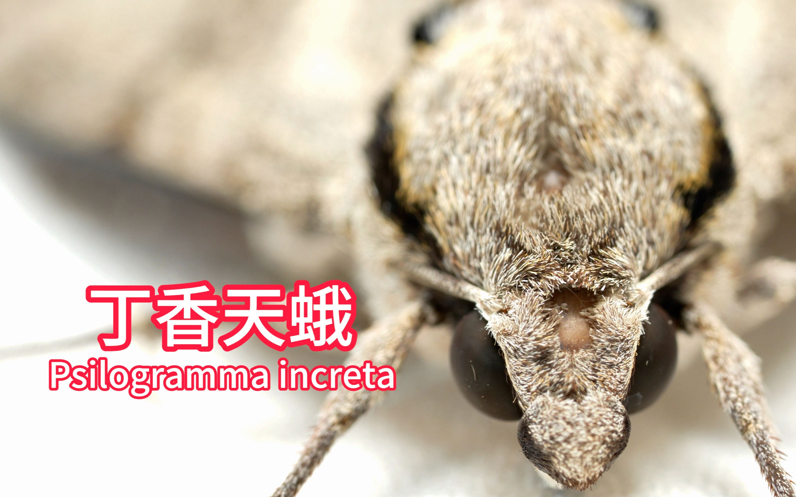 [4K]丁香天蛾 Psilogramma increta哔哩哔哩bilibili