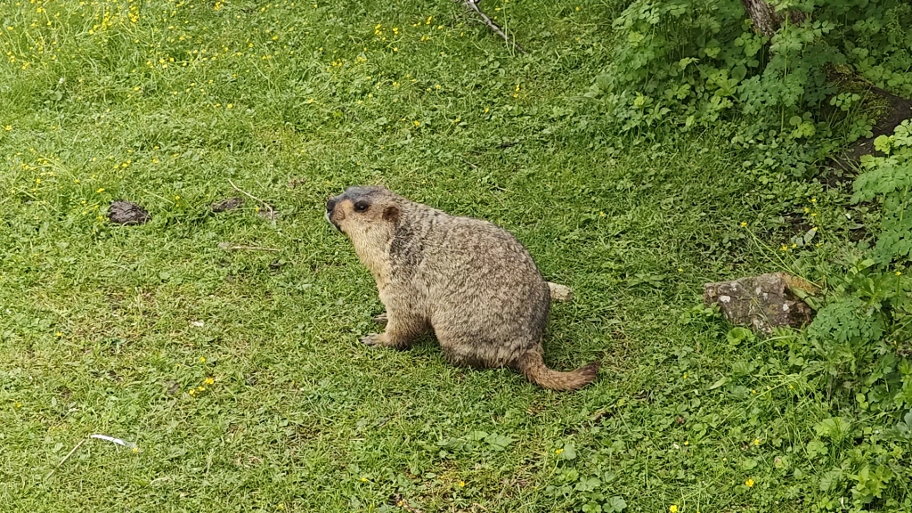 墨石公园土拨鼠