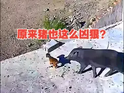 Скачать видео: 原来猪也这么凶狠？