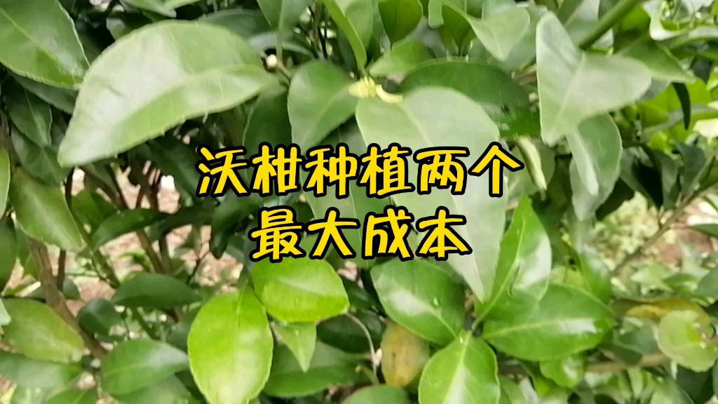 沃柑种植技术分享,沃柑种植最大两个成本哔哩哔哩bilibili