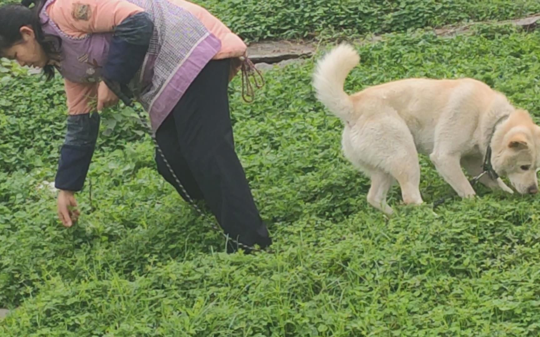主人忙着找野菜,狗却忙着抓老鼠,最后老鼠笑了