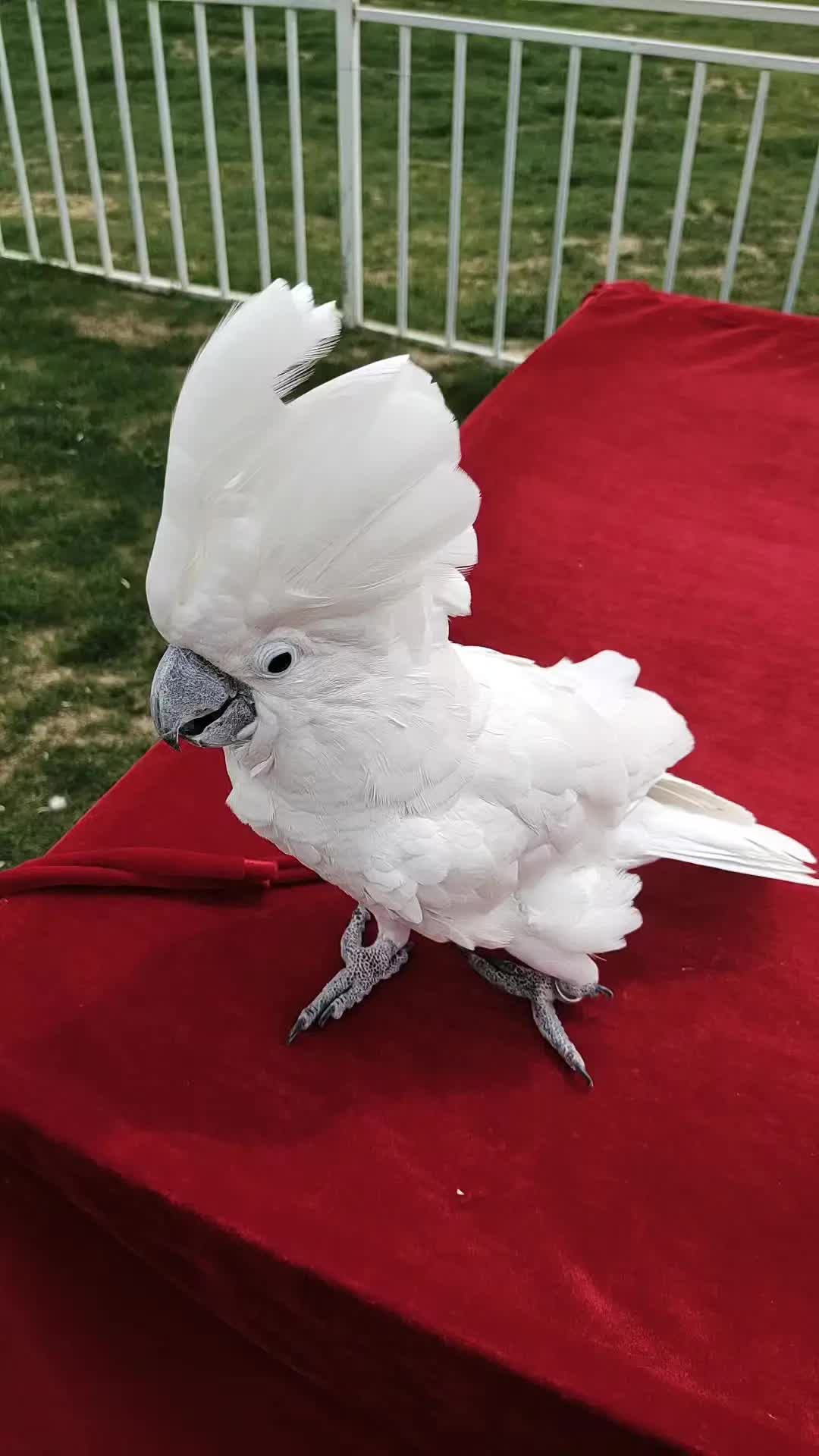 鹦鹉界的二哈9898