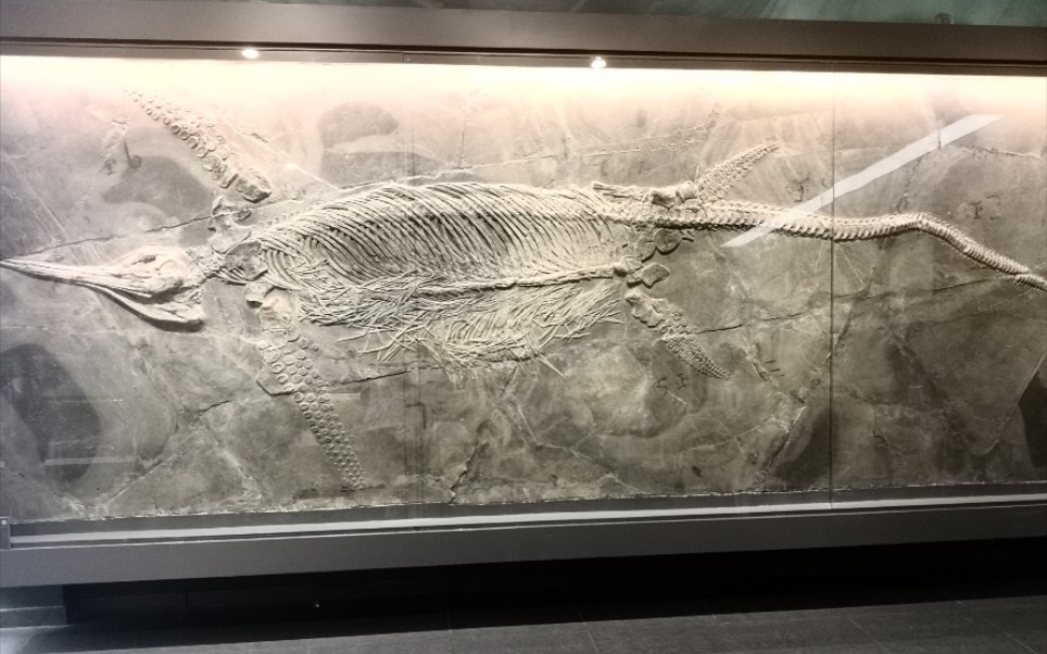 南京古生物博物馆的贵州鱼龙标本