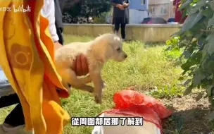 Download Video: 狗狗被主人楼上扔下来，双目失明在草地上挣扎着，好在救助队的坚持救助没有被辜负！