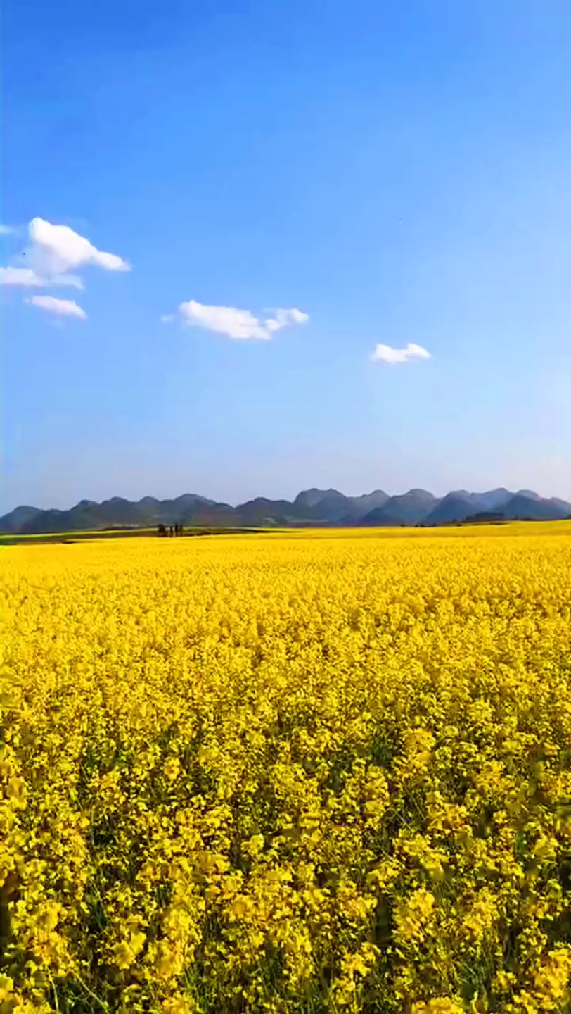 醉美花海季#手机摄影 #最美乡村风景 #旅行推荐官